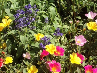 DSC00586.JPG