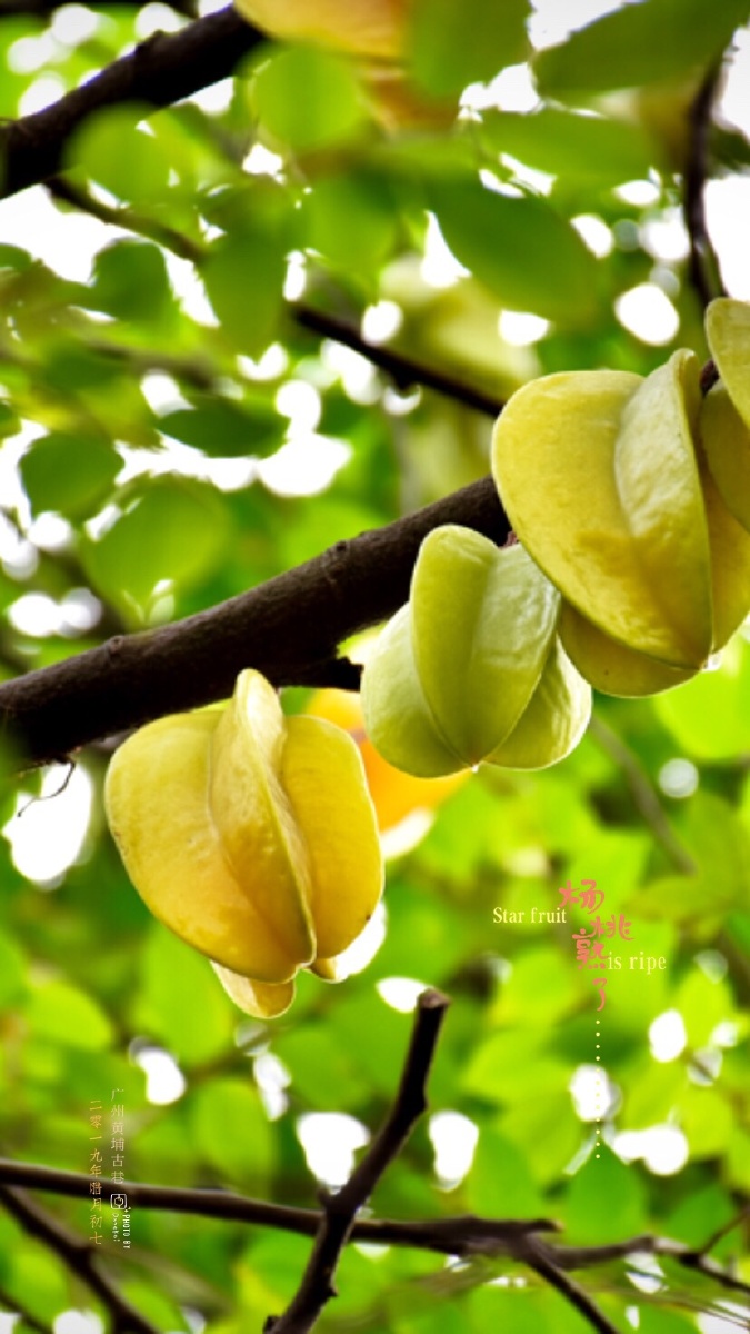 果园里的杨桃熟了