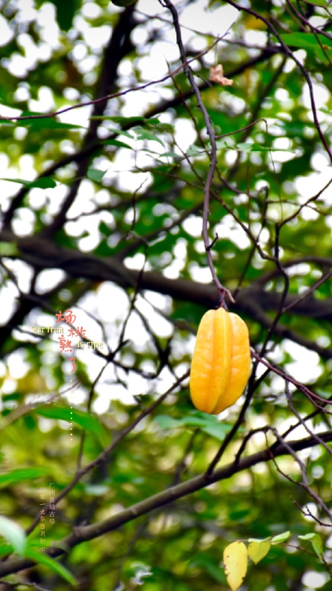 果园里的杨桃熟了