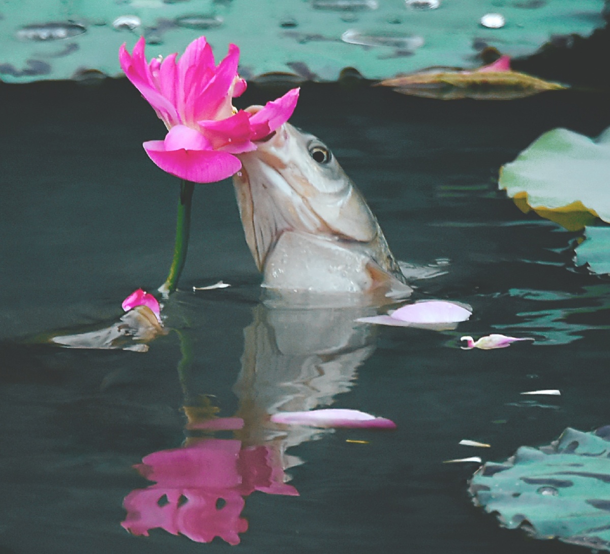 吃荷花的鱼摄于成都工业学院荷塘