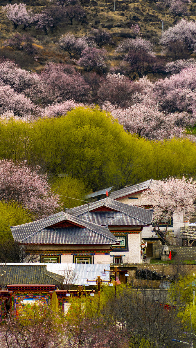 林芝桃花村