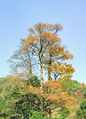 L1203076