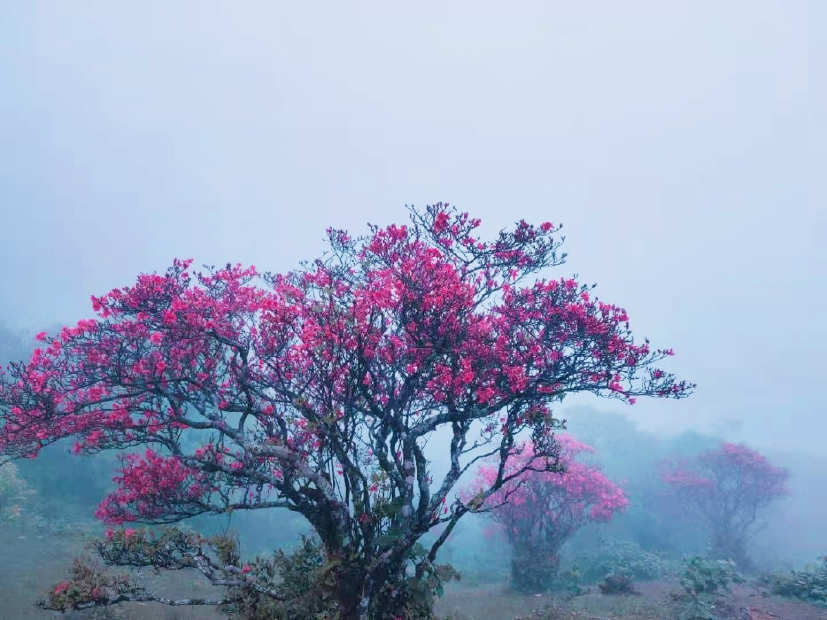 一树一树的映山红太美了