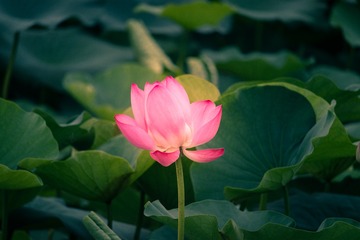 盛世荷花