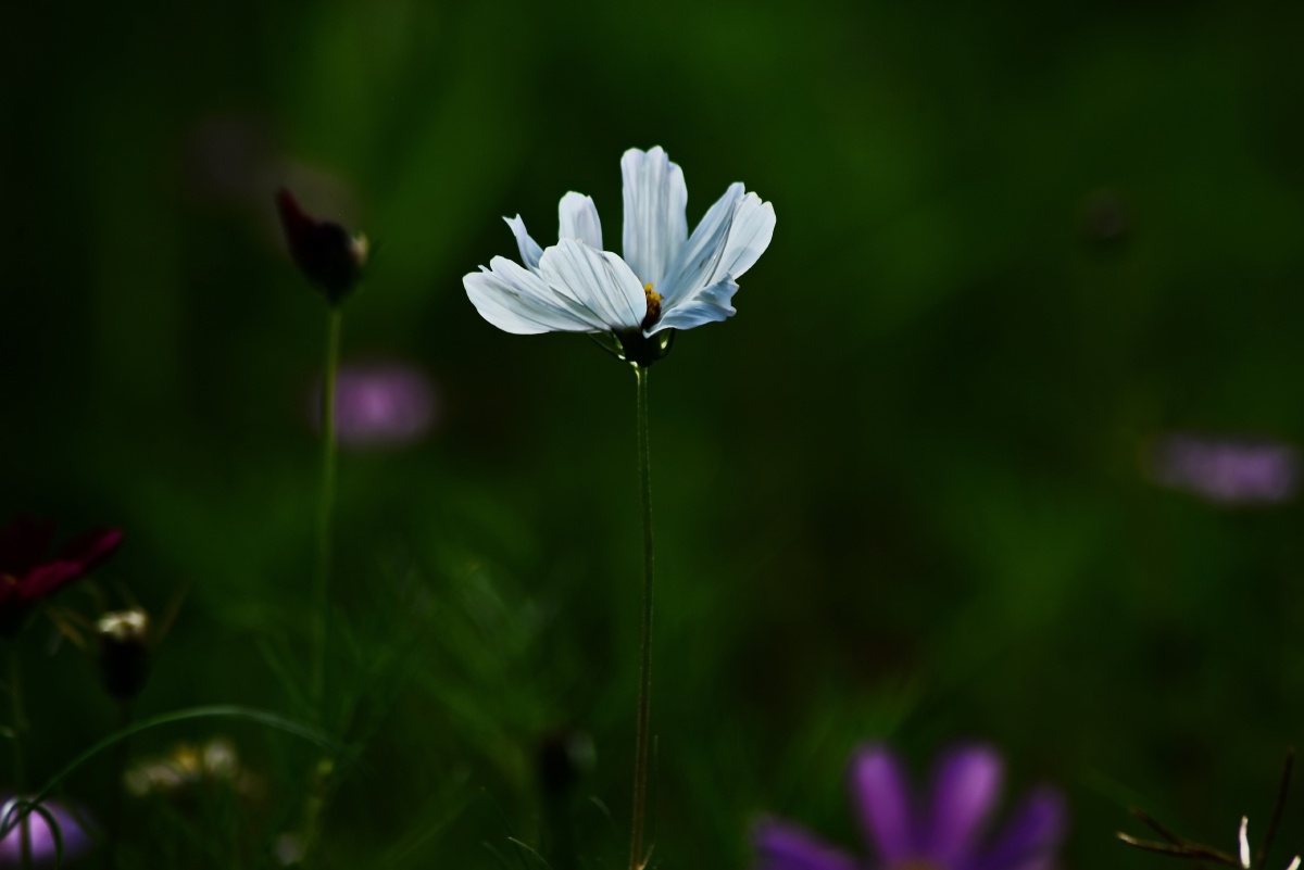 老汤兰芝 - 图虫