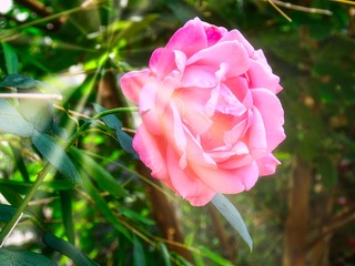 A0A25A07-8B2B-4A5B-B855-574853DDF9A6/L0/001