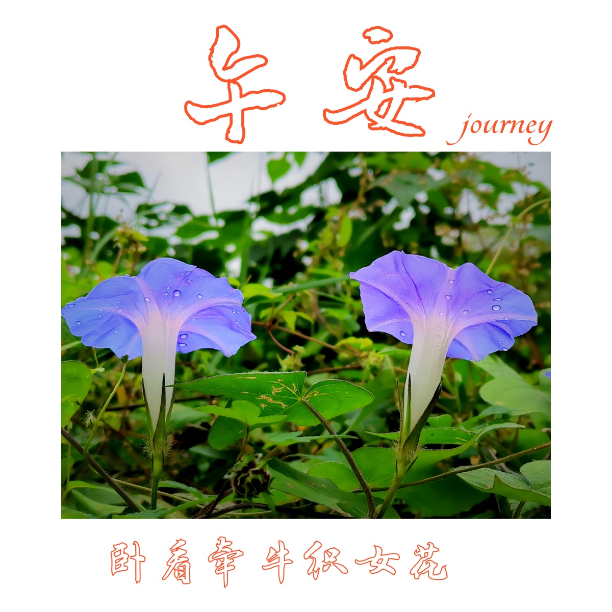 卧看牵牛织女花