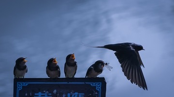 306263