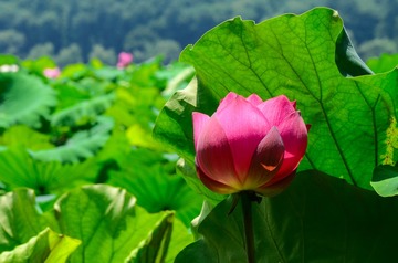 夏日之息：绽放