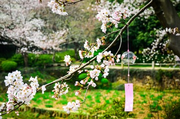 春：花愿