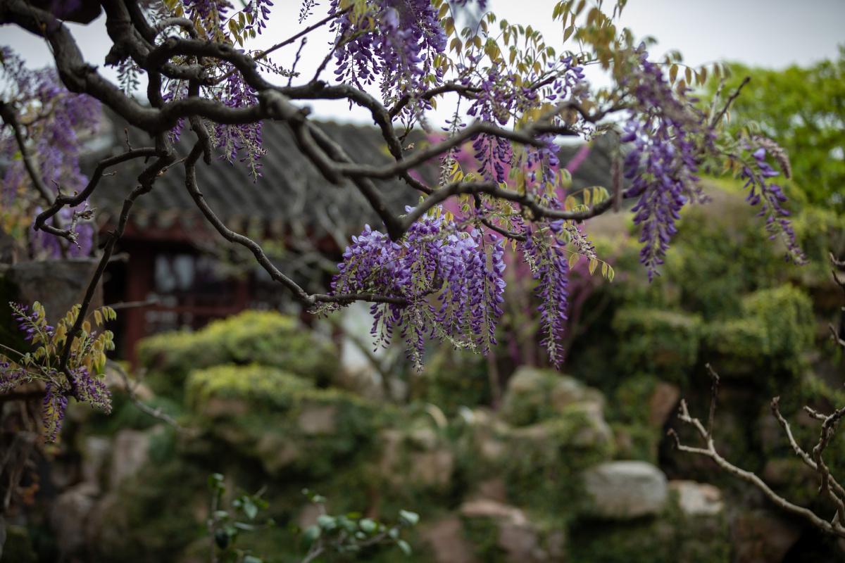 苏州园林网师园春天紫藤