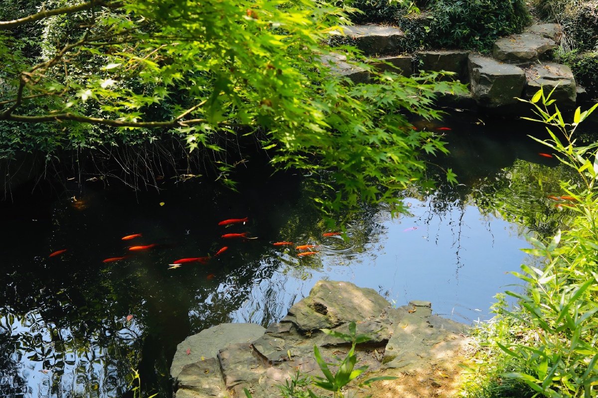 潭中鱼可百许头皆若空游无所依