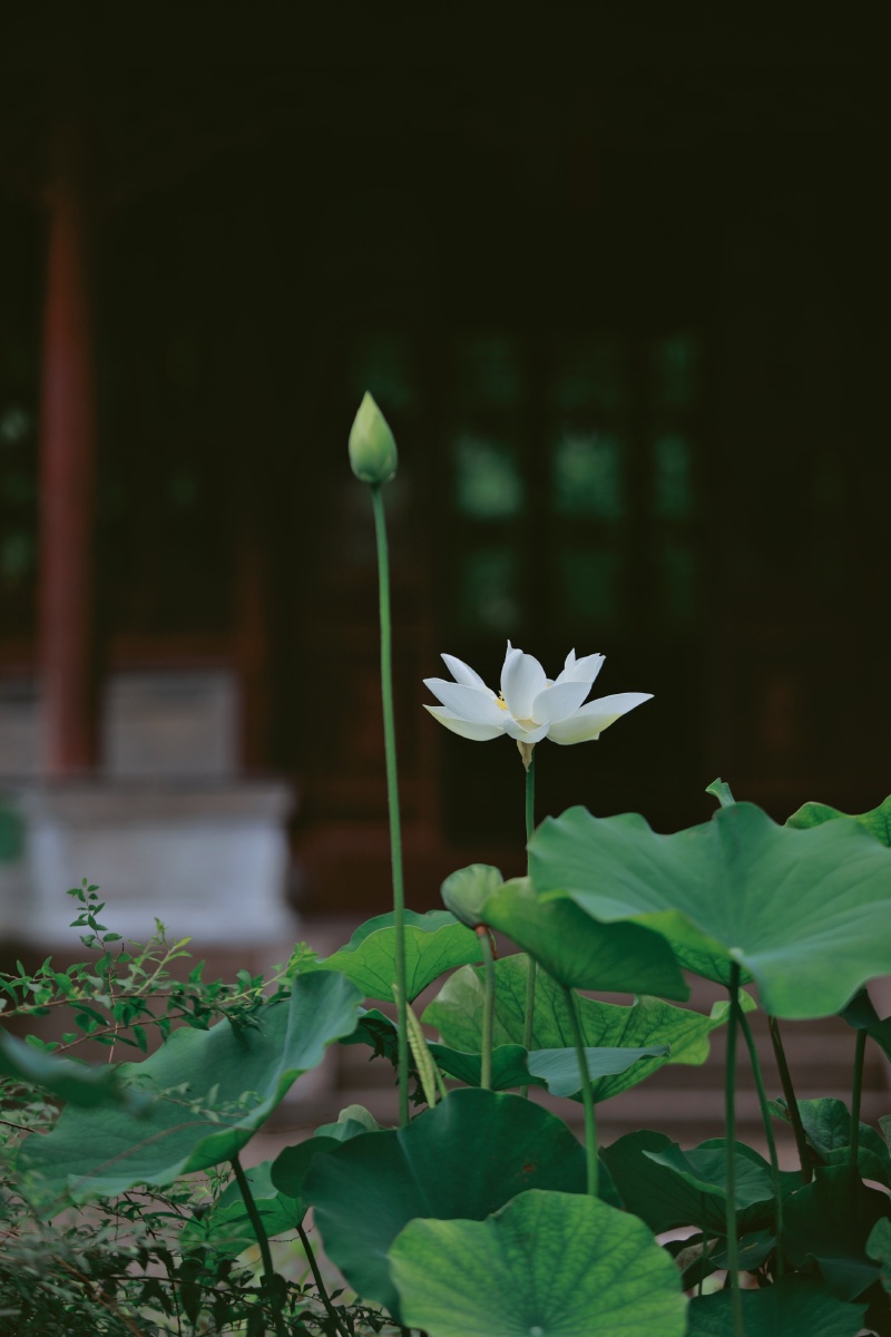 荷花苏州园林拙政园