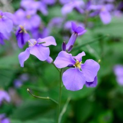 DSC_0008.jpg