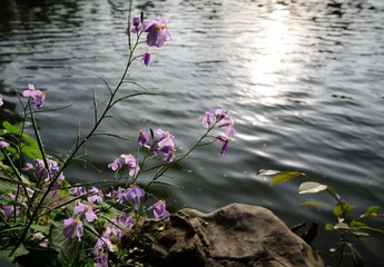 DSC_0011.jpg