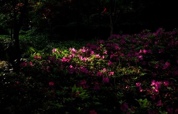 DSC_0038.jpg