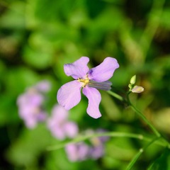 DSC_0039.jpg