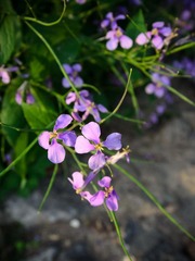 DSC_0057.jpg