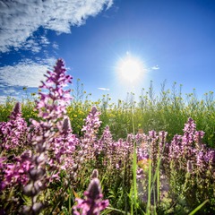 QHH_20130727_351.jpg