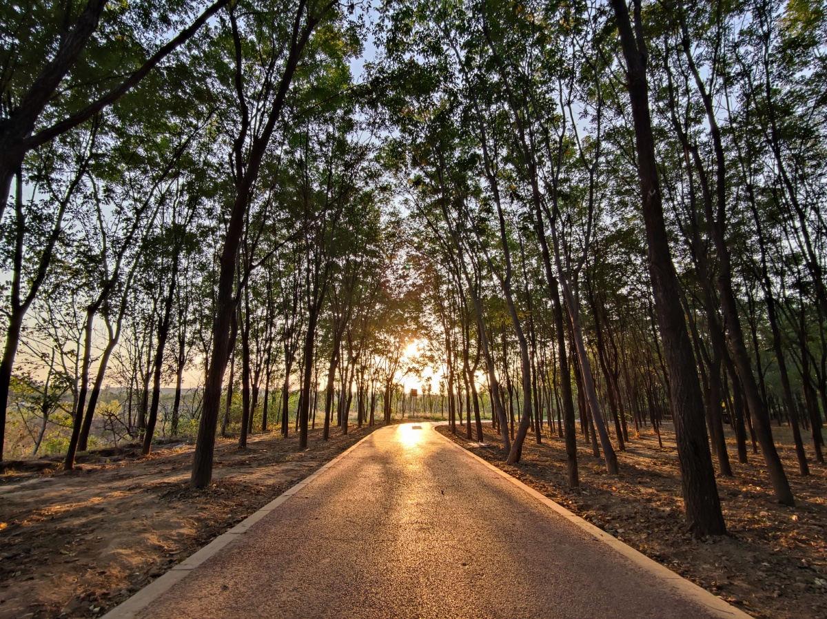 小树林的夕阳小道