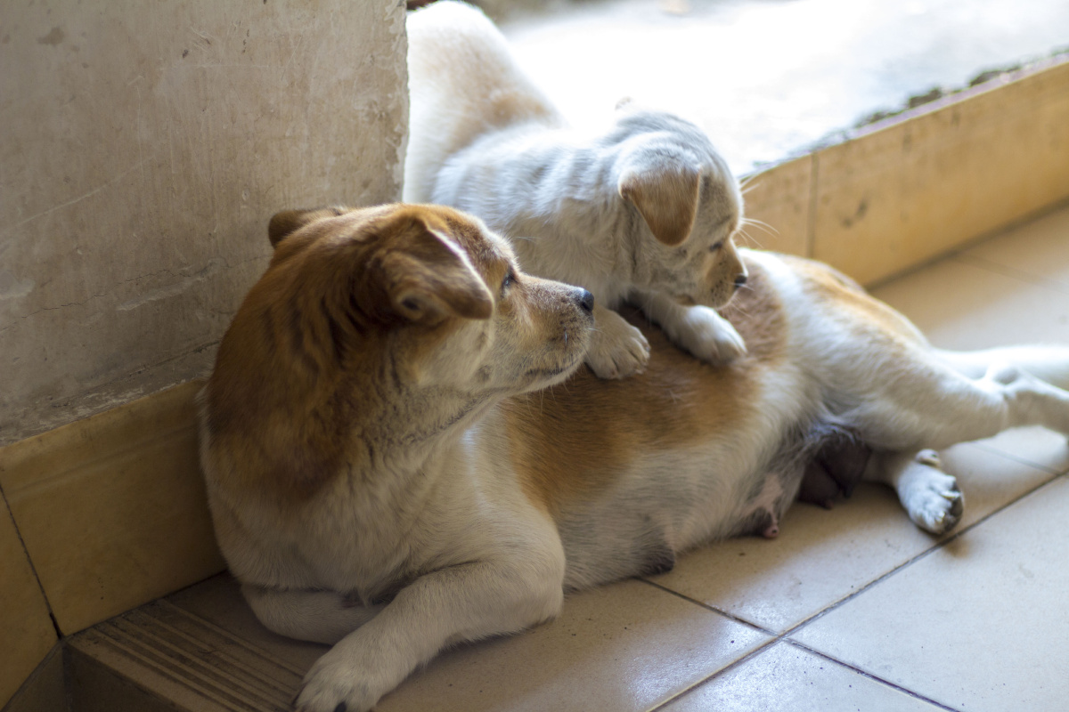 小狗狗趴到妈妈身上睡觉,妈妈疼爱地看着它