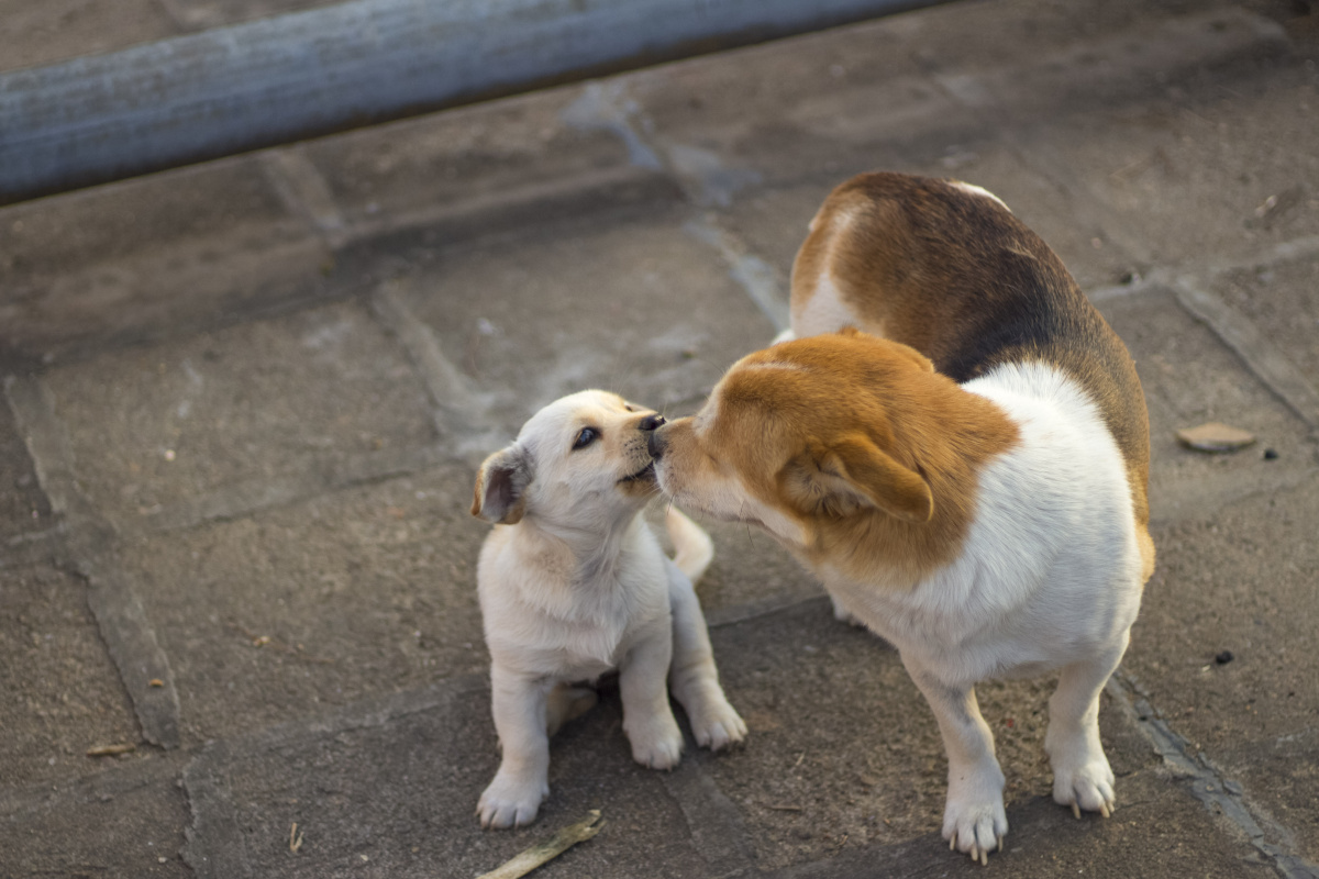 妈妈和宝贝的亲亲