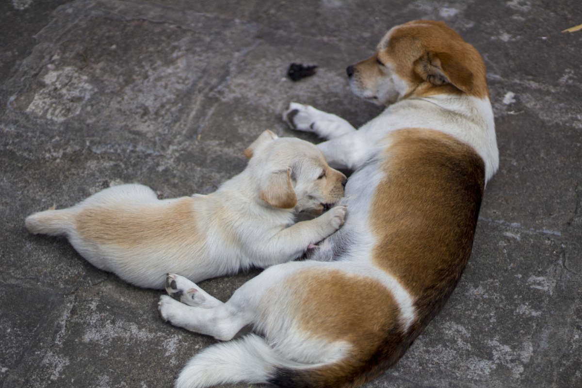 妈妈让我亲你一口小狗宝宝站起来拥抱妈妈小狗宝宝在吃奶妈妈在黄昏里