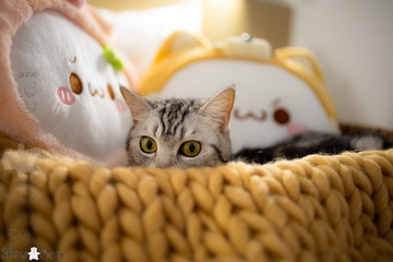 【宠物】一篮子猫工程