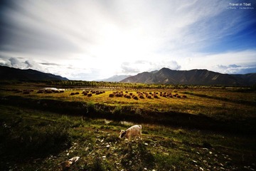 小牛吃草图