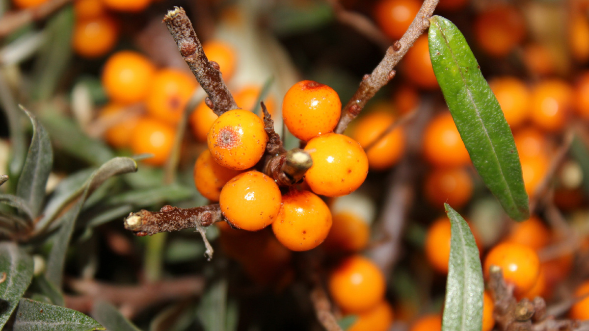 黄色沙棘果图片