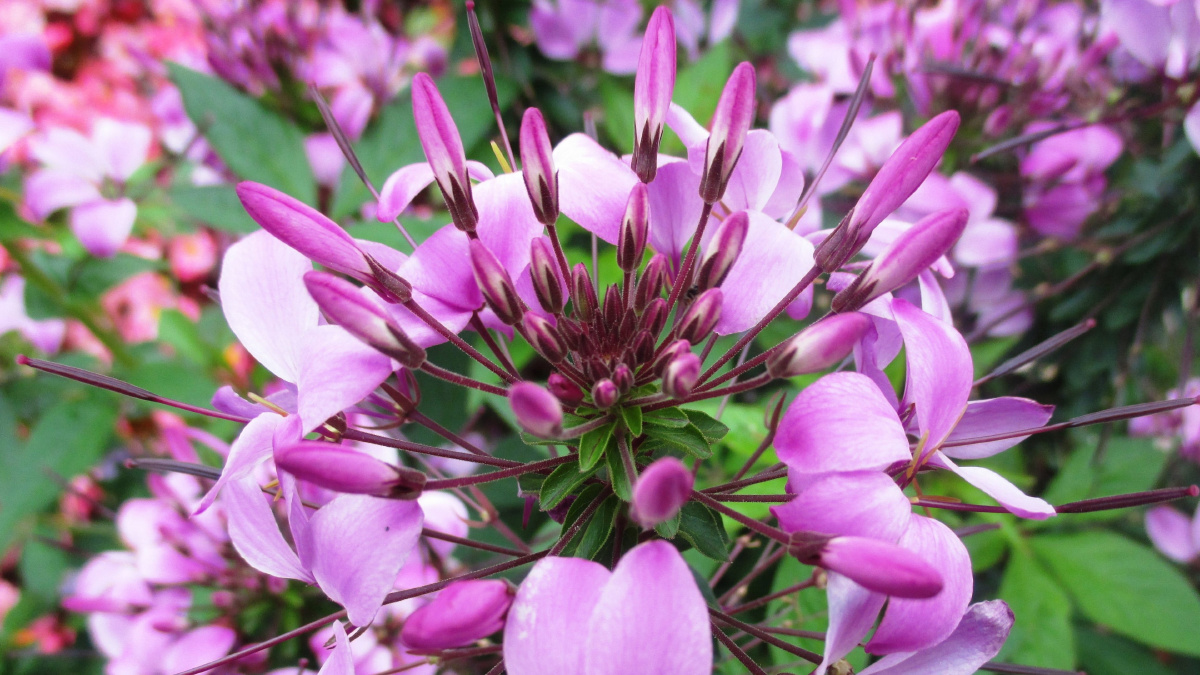 高清醉蝶花图片