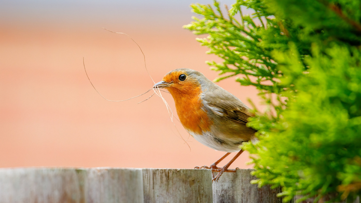 知更鸟高清照片