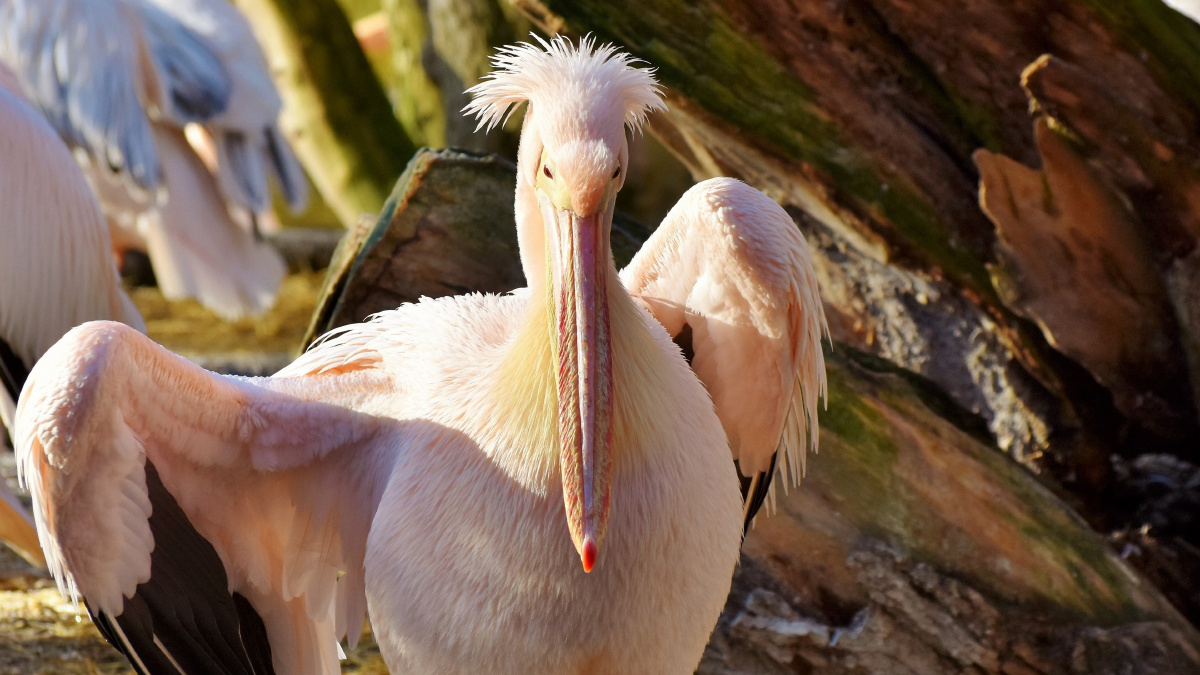 高清大嘴鹈鹕照片