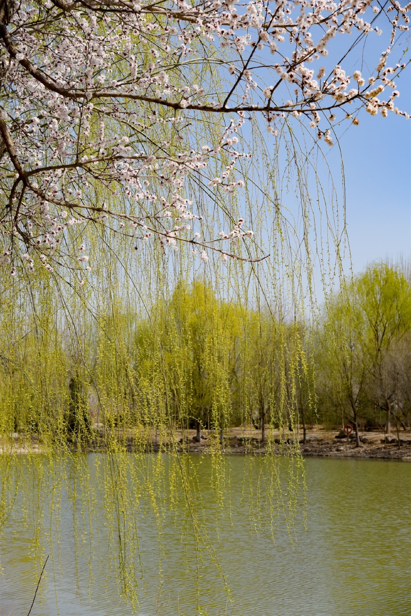 垂柳- 发现美景 - 图虫