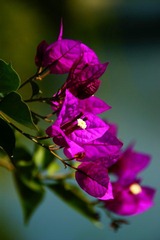 DSC02389.jpg