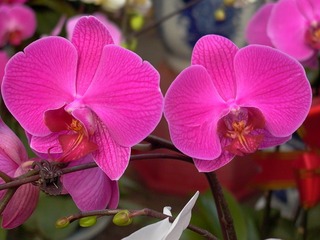 P1020680