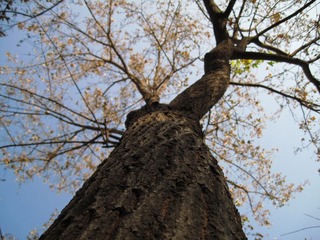 IMG_2230.jpg