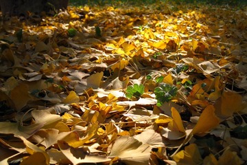 IMG_2247.jpg