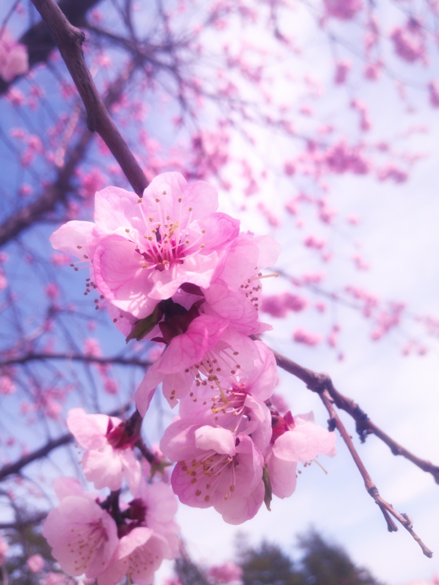 春天是粉色的