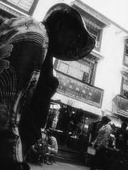LHASA days