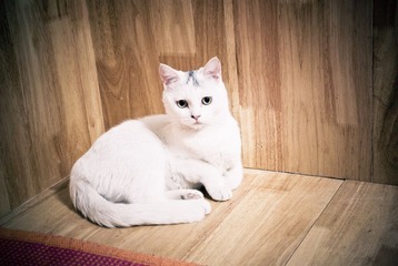 李小喵