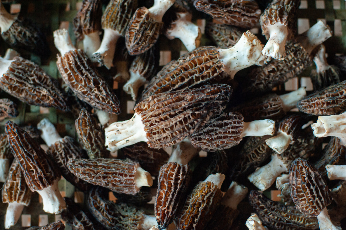 羊肚菌鲜菇 - zblarry - 图虫