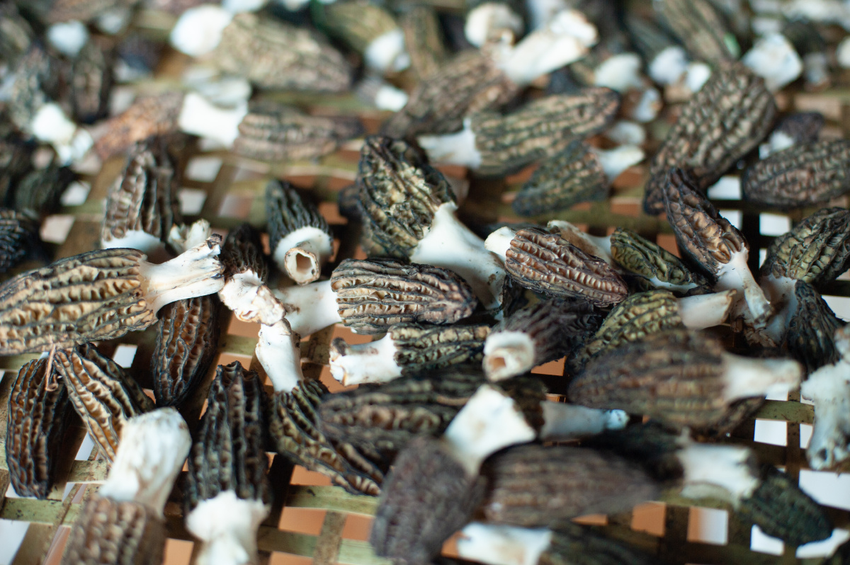 羊肚菌鲜菇 - zblarry - 图虫