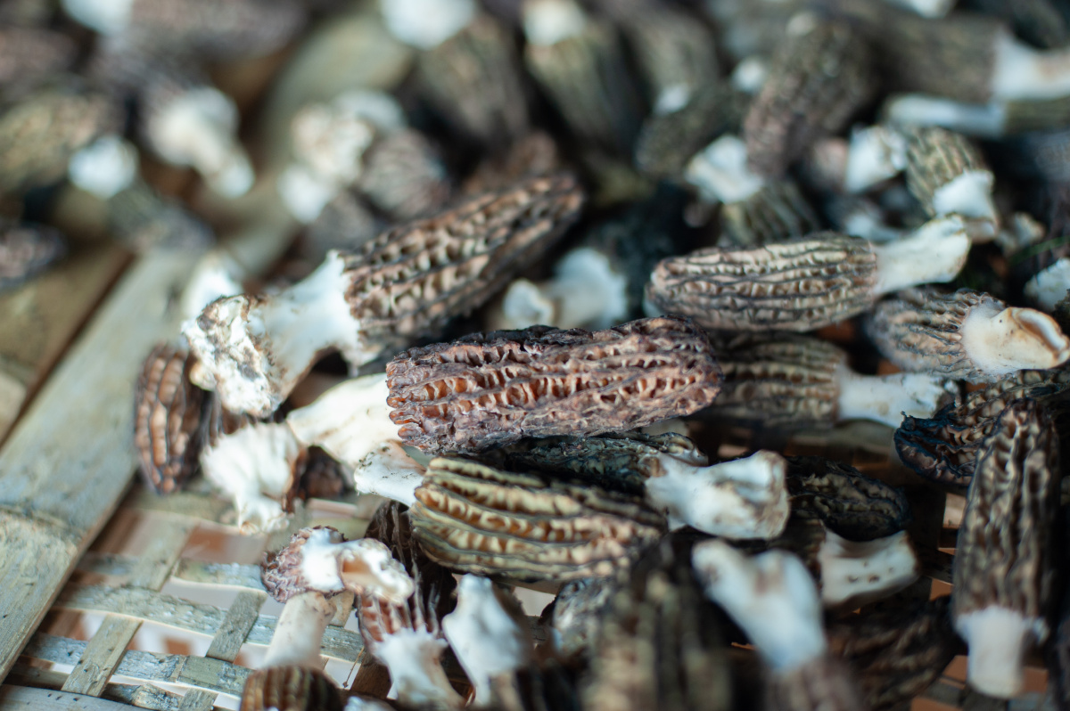 羊肚菌鲜菇 - zblarry - 图虫