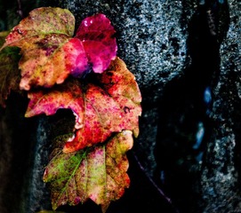 DSC_0316.jpg