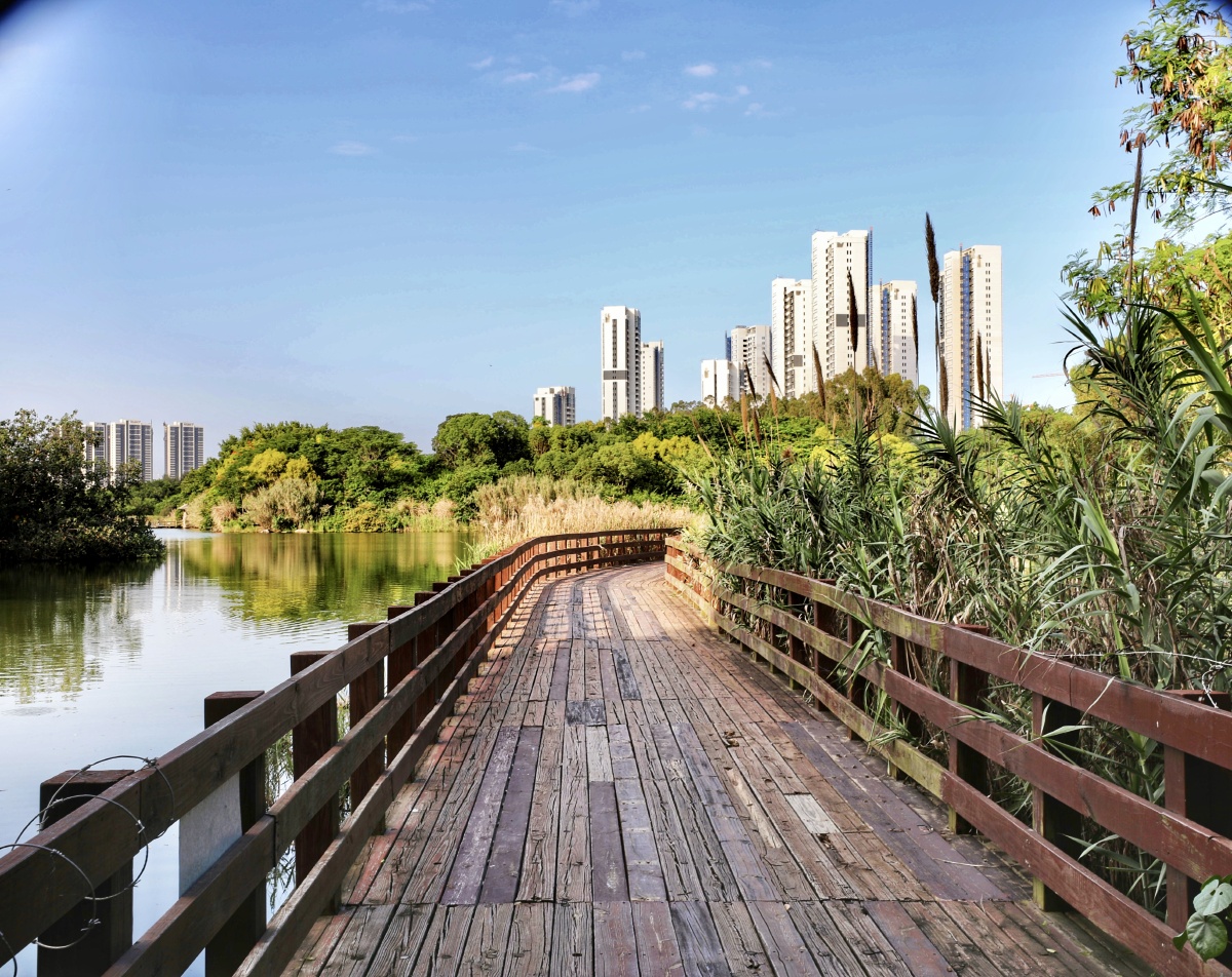 五缘湾湿地公园