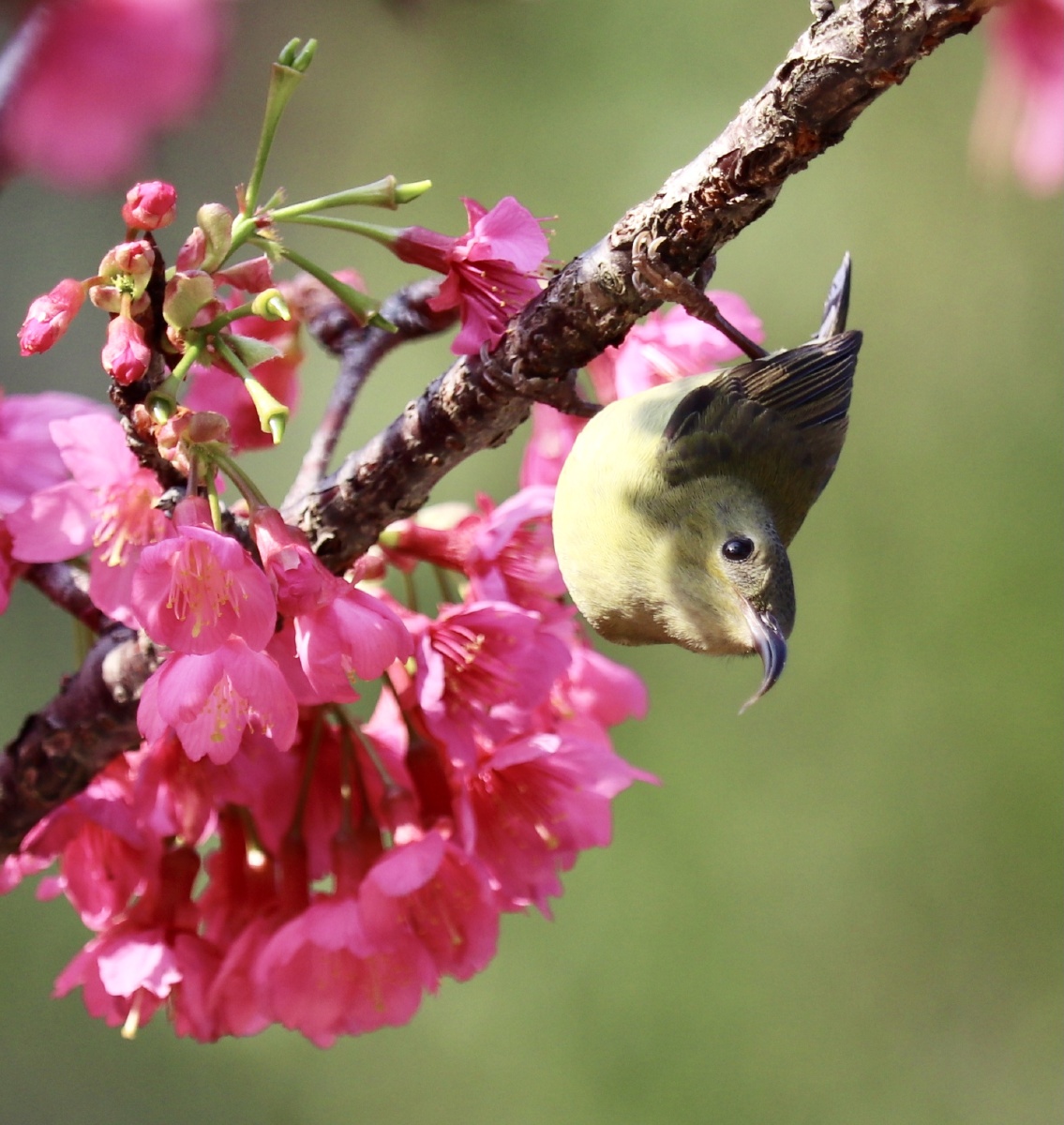 春天来了太阳鸟和山樱花组成花鸟图