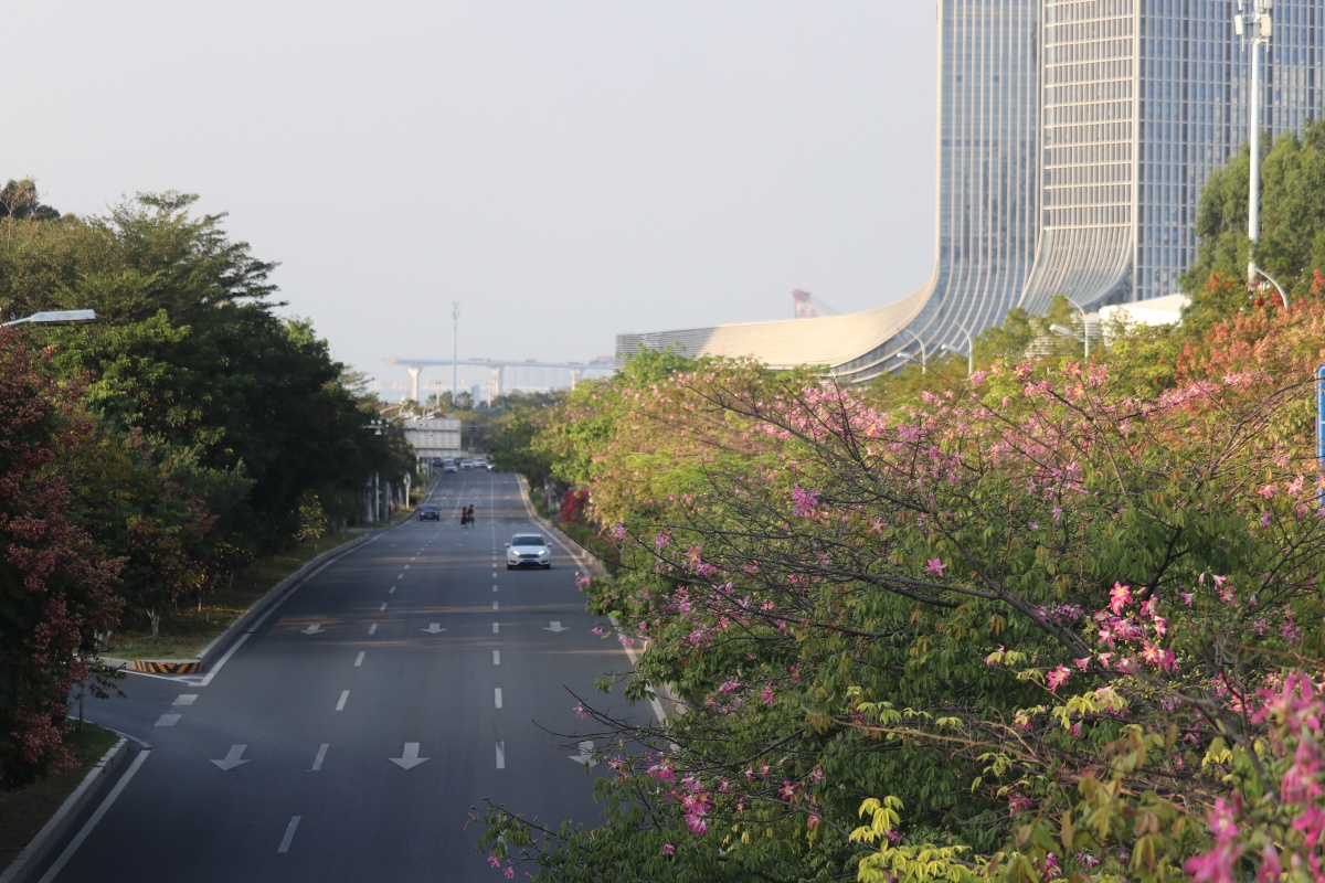 鲜花盛开的大道厦门环岛东路两边开满了栾树异木棉