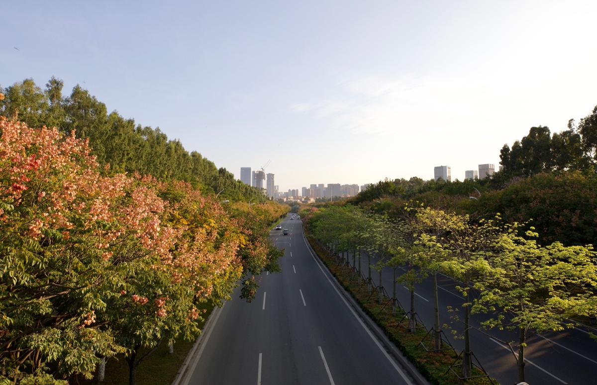 鲜花盛开的大道厦门环岛东路两边开满了栾树异木棉