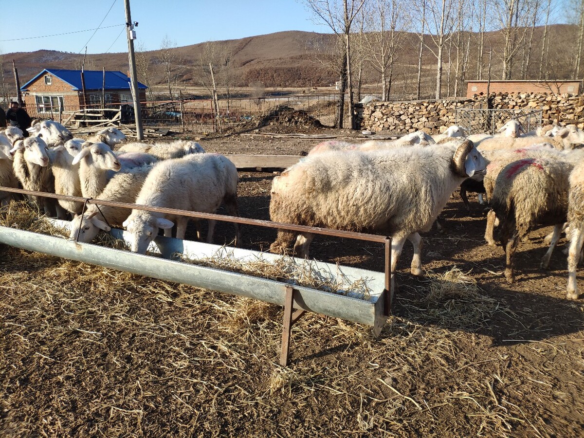 山羊养殖贷款,申请养殖industry贷款需满足哪些条件?
